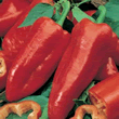 World Kitchen Sweet Romano Pepper Seeds