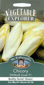 Vegetable Explorer (Witloof) Zoom F1 Chicory Seeds