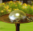 Bird Drinking Station