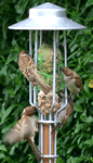 Fat Ball Bird Feeder with Pole