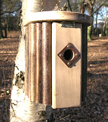 Hazel Bird Nest Box