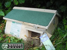 Hedgehog House - HH4