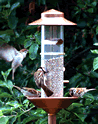 Bird Feeder Station with Pole - Copper