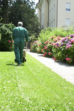 Propelled lawnmower