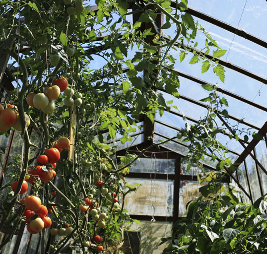 Tomatoes in greenhouse