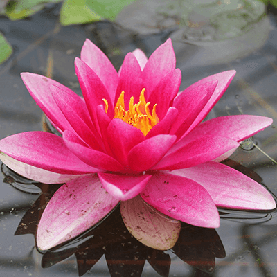 Image for: Pond Plants