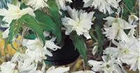 Begonia Corms