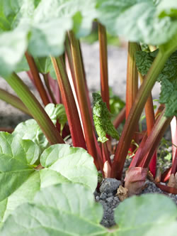 Champagne Rhubarb
