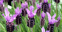 Lavender Flower Seeds