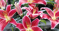 Lily Garden Bulbs