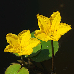 Extra image of Anglo Aquatic Miniature Pond Collection - 6 x 1L with Deep Water