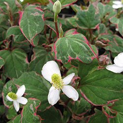 Extra image of Houttuynia cordata 'Boo Boo' 1 Ltr