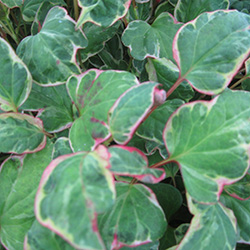 Image of Houttuynia cordata 'Boo Boo' 1 Ltr