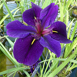 Image of Iris louisiana 'Black Gamecock' 1 ltr