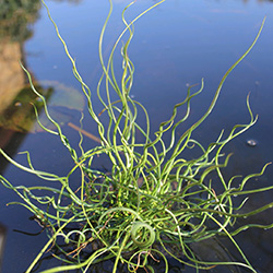 Image of Juncus effusus spiralis 3 ltr