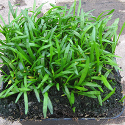 Image of Lilaeopsis brasiliensis 2 ltr