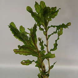 Image of Potamogeton crispus bunch - Pack of 5