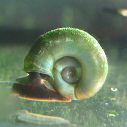 Image of Ramshorn snails - Planorbis corn - Pack of 5
