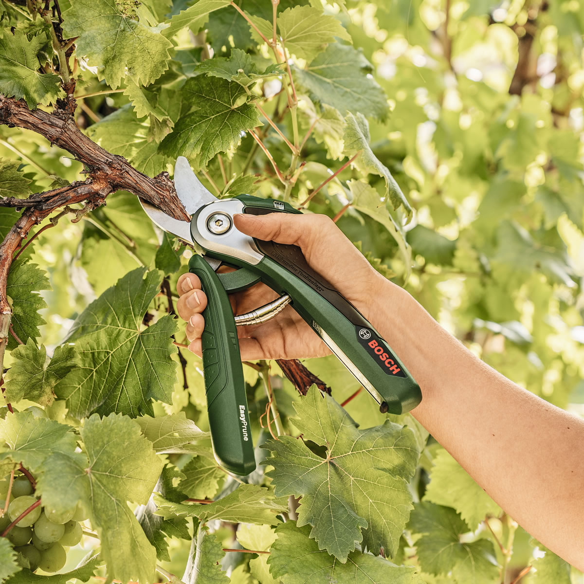 Extra image of Bosch EasyPrune Electric Secateurs
