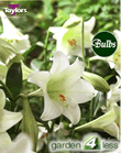 White Heaven Lily