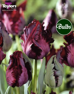 Tulip Black Parrot