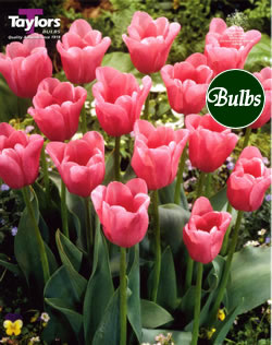 Mistress Tulip