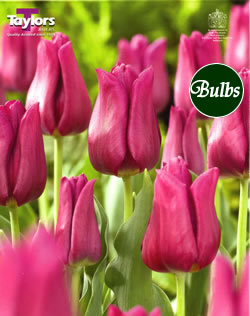 Tulip Passionale