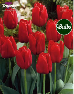 Seadov Cottage Garden Tulip