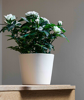 Image of Ivyline 440 Series 13cm Indoor Plant Pot in Antique White