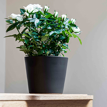 Image of Ivyline 440 Series 13cm Indoor Plant Pot in Matte Graphite