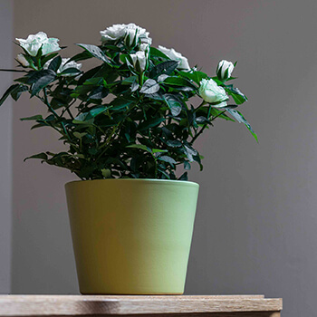 Image of Ivyline 440 Series 13cm Indoor Plant Pot in Matt Green
