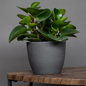 Image of Ivyline Turno 17cm Indoor Plant Pot in Granite