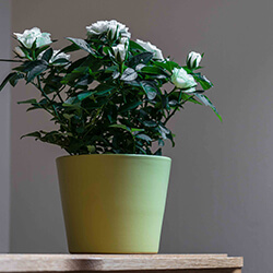 Small Image of Ivyline 440 Series 13cm Indoor Plant Pot in Matt Green