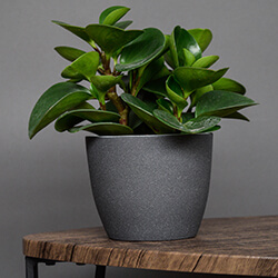 Small Image of Ivyline Turno 17cm Indoor Plant Pot in Granite