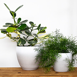 Small Image of Ivyline Turno 24cm Indoor Plant Pot in Stone