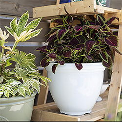 Small Image of Kelkay Plant Avenue Trad. Collection Classic Pot in White