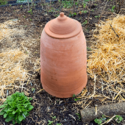 Extra image of 60cm Terracotta Rhubarb Forcer / Clay Cloche
