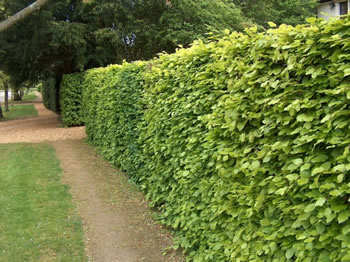 Image of 25 x 2-3ft tall Green Beech bare root hedging plants