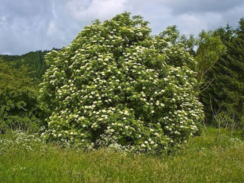 Image of 250 x 4-5ft Elder (Sambucus Nigra) Field Grown Bare Root Hedging Plants Tree Whip Sapling