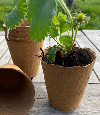 Image of Nutley's 7cm Biodegradeable Organic Wood Fibre Plantable Plant Pots - Pack quantity: 100