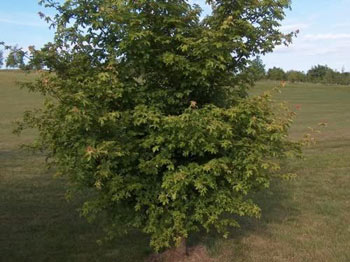 Image of 10 x 3-4ft Field Maple (Acer Campestre) Grade A Bare Root Hedging Plant Tree Sapling