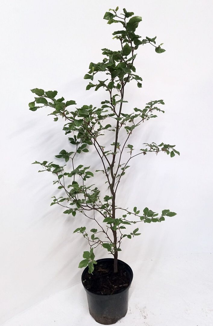 Image of 5 x 4ft tall potted Green Copper Beech native hedge plant saplings semi-evergreen hedging