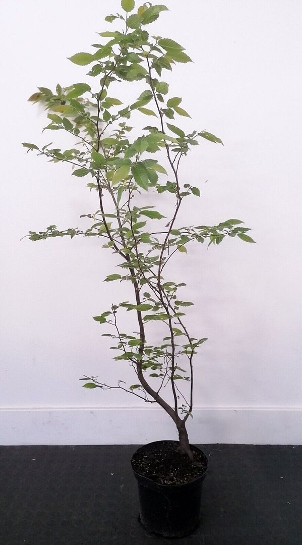 Image of 5 x 5ft tall potted Hornbeam native hedge plant saplings semi-evergreen hedging