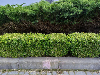 Image of Ilex Crenata (Green Hedge) Box Leafed Japanese Holly - 20-30cm