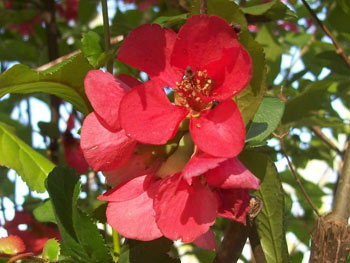 Image of 5 x 2-3ft Quince (Chaenomelis Japonica) Field Grown Bare Root Hedging Plants Tree Whip Sapling