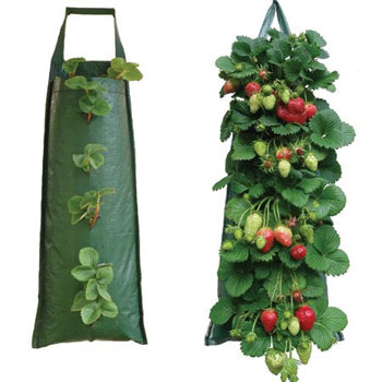 Image of Nutley's Hanging Strawberry Flower Bag - Pack of 5