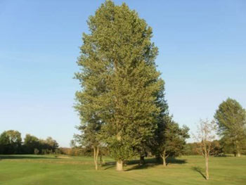 Image of 50 x 4-5ft Poplar (Populus Nigra) Field Grown Bare Root Hedging Plants Tree Whip Sapling