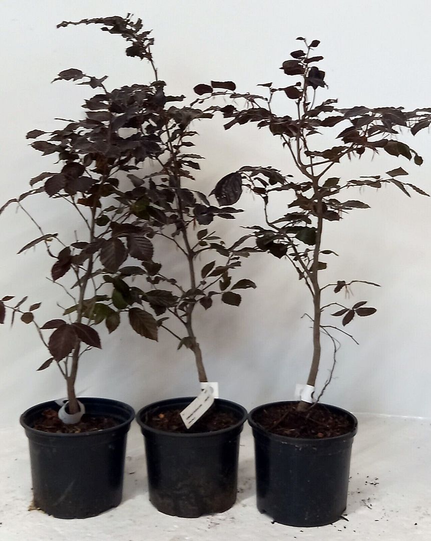 Image of 5 x 2ft tall potted Purple Copper Beech native hedge plant saplings semi-evergreen hedging