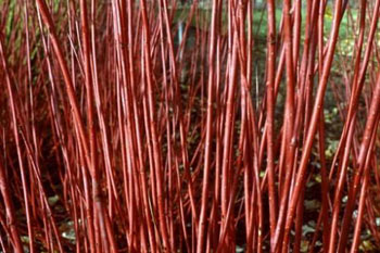 Image of 15 x 2-3ft Red Dogwood (Cornus Alba 'Sibirica') Field Grown Hedging Plants Tree Sapling