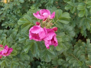 Image of 35 x 1-2ft Hedging Rose (Rosa Rugosa) Field Grown Bare Root Hedging Plants Tree Whip Sapling - Wildlife Friendly